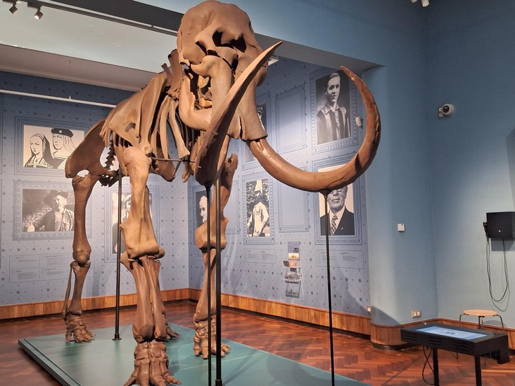 Een mamoet skelet staat opgesteld in een museumzaal.